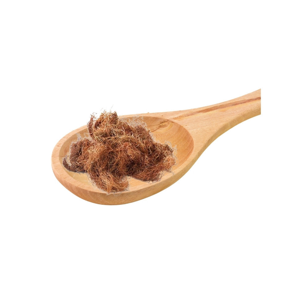 Maisquaste – Sifa Aktar Linz
